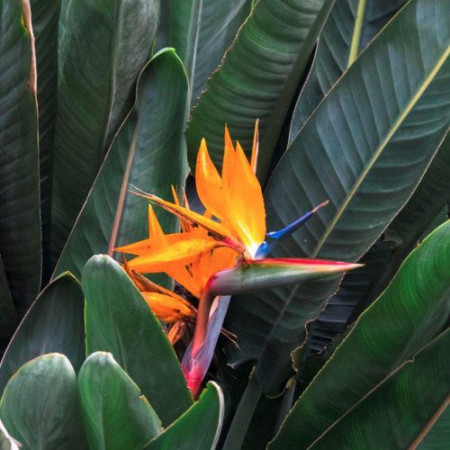 Strelitzia (Pasarea Paradisului) - Seminte Flori Strelitzia Pasarea Paradisului de la Opal