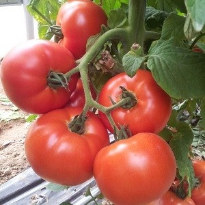 Avatar F1 (1000 seminte) de rosii cu crestere nedeterminata si fructe de calitate superioara care se pot pastra foarte bine avand gust excelent si fermitate, Cora Seeds