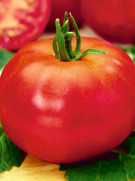 Betalux (150 seminte) tomate determinate, soi foarte timpuriu, randament ridicat, PlantiCo Spojnia