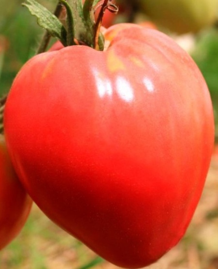 Corazon de Buey (300 seminte) tomate in forma de inima tip Inima de Bou, Mascarell