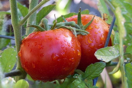 Etna F1 (150 seminte) tomate determinate, soi mediu timpuriu, culturi fiabile chiar si in conditii nefavorabile, PlantiCo