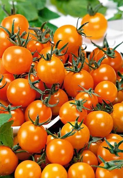 Figiel (150 seminte) tomate portocalii cherry, de la Ekofol