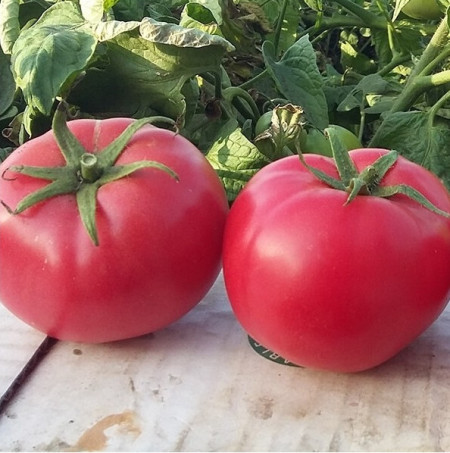 Hapynet F1 (10 seminte) rosii hibrid determinat, fructe rotunde, usor plate si carnoase, delicioas, de tip zmeura, Seklos