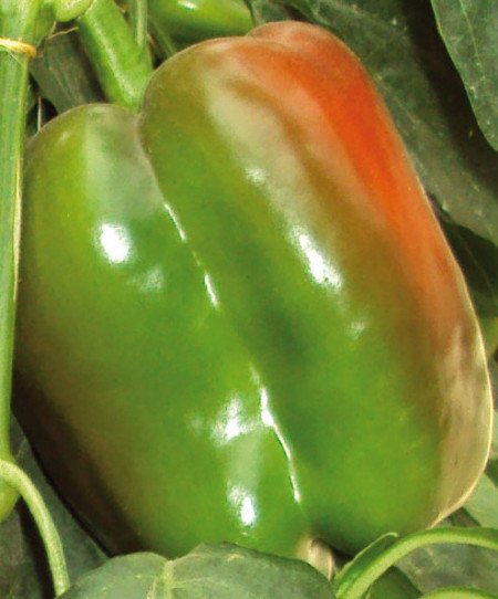 Mannal F1 (250 seminte) de ardei gras, fructe mari 350-400 gr, hibrid semitimpuriu de ardei tip Blocky, Profit Seeds