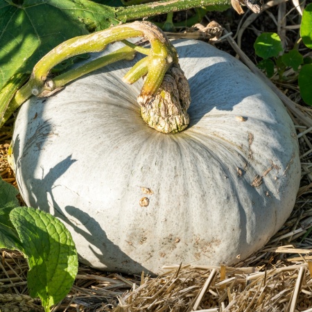 Nagydobosi (8 seminte) dovleac gri mediu-timpuriu, rotund, miez portocaliu, gustos, Seklos