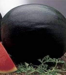 Perla Negra F1 (1000 seminte) de pepene verde, excelenta productie, Fito Semillas