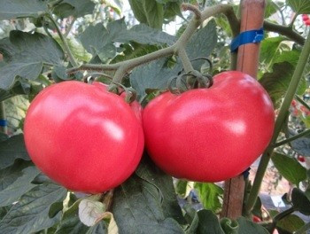Pink Wave F1 (100 seminte) de rosii crestere nedeterminata vigoare medie cu fructe uniforme rotunde de culoare roz ce pot atinge 200-250 gr/fruct, Cora Seeds