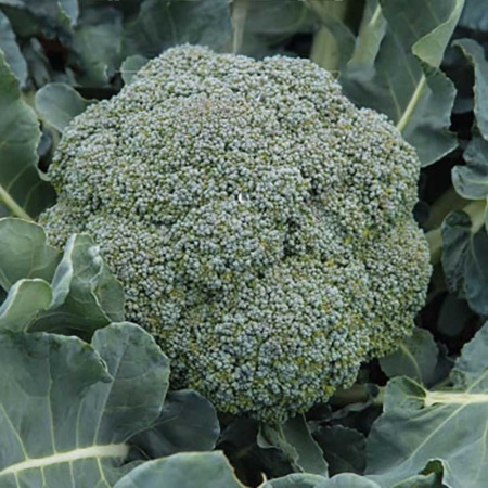 Sebastian (60 seminte) broccoli inflorescente dense, verde inchis, Seklos