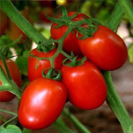 Terion (150 seminte) tomate soi mediu-timpuriu determinat, ovale tip prunisoara, Kertimag
