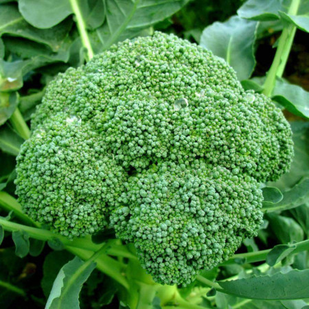 Broccoli Calabrese (2 gr) Seminte de Broccoli Semitimpurii Calabrese, Florin