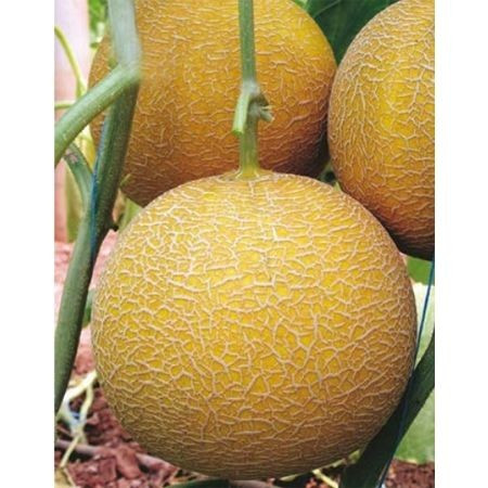 Gediz F1 (1000 seminte) de pepene galben foarte aromat rotund, Yuksel