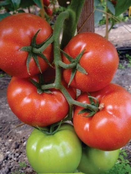 Panekra F1 (500 seminte) tomate crestere nedeterminata timpurii, Syngenta