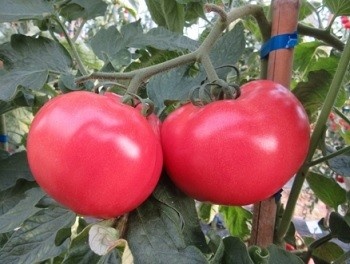 Pink Wave F1 (1000 seminte) de rosii crestere nedeterminata vigoare medie cu fructe uniforme rotunde de culoare roz ce pot atinge 200-250 gr/fruct, Cora Seeds