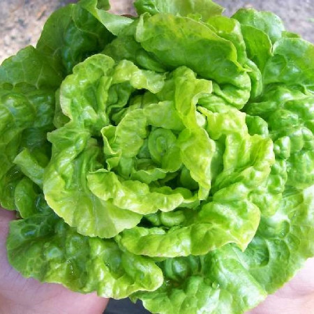 Salata White Boston (2000 seminte) salata soi productiv, frunze netede, Agrosem
