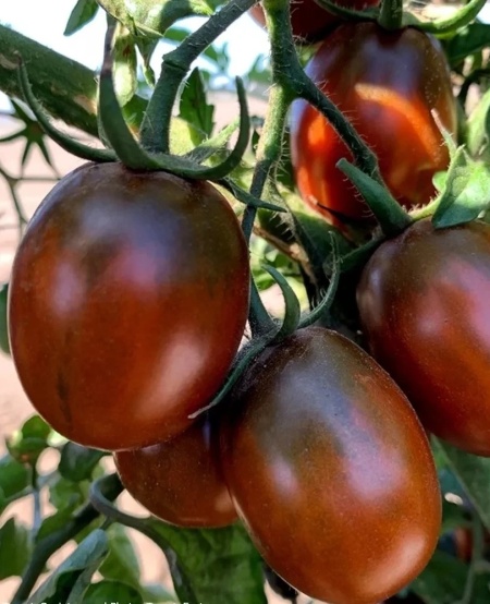 Black Plum (30 seminte) rosii nedeterminate semitimpurii, cu forme alungite, Seklos