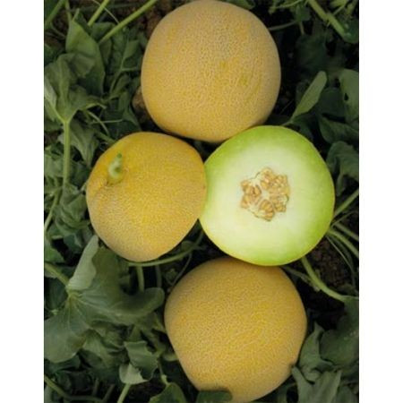 Lokma F1 (500 seminte) de pepene galben gustos fruct rotund productivitate mare, Yuksel