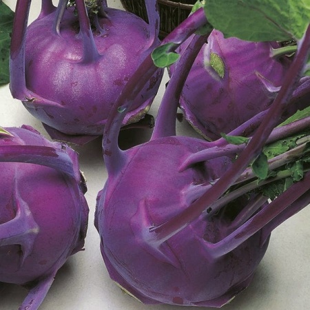 Modrava F1 (125 seminte) gulie violet, rezistenta la crapare, Seklos
