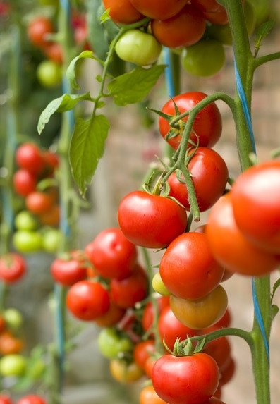 Pokusa (150 seminte) tomate cherry, soi timpuriu, fructe mici rotunde carnoase, PlantiCo