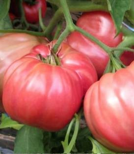 Rosalinda F1 (100 seminte) rosii nedeterminate tip inima de bou roz, Sementi