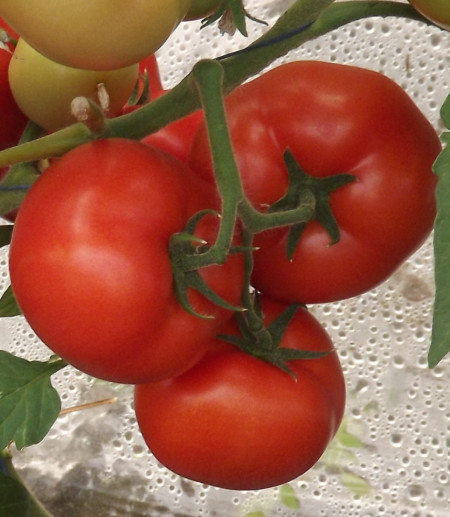 Rosii Qualitet F1 (500 seminte) semideterminate extratimpurii, Syngenta