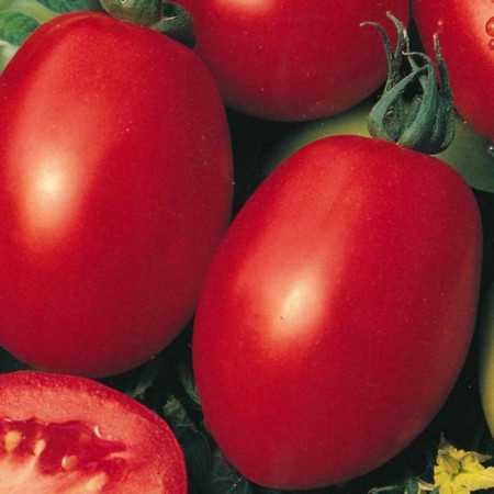Rosii Roma VF (120 seminte) tomate soi semitardiv fructe ovale, gust placut, Agrosem