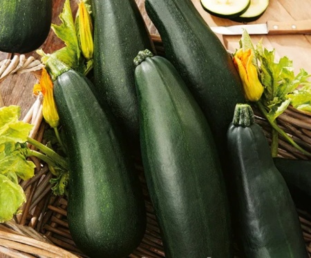Soraya (15 seminte) dovlecel tip zucchini, mediu-timpuriu, verde inchis, PlantiCo