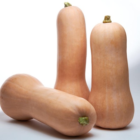 Titan F1 (500 seminte) dovleac tip Butternut, fructe foarte mari, uniforme, Sakata