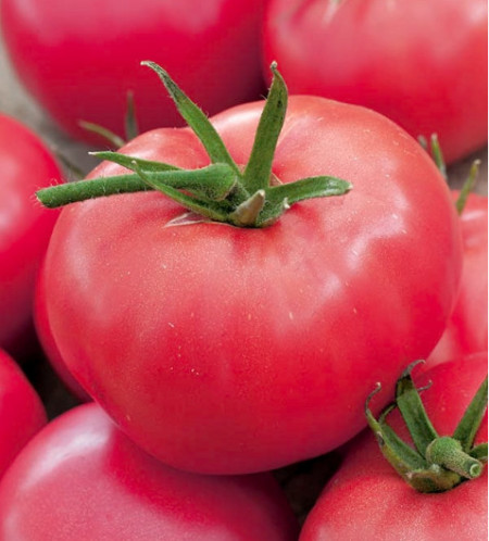 Adonis (150 seminte) tomate timpurii, nedeterminate, fructe mari, tip zmeura, PlantiCo