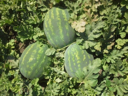 E42 F1 (1000 seminte) de pepene verde cu fructe ovale greutate medie 12-14 kg pulpa dulce si p structura crocanta atragatoare, Cora Seeds