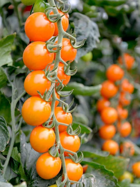 Honeycombe F1 (10 seminte) rosii tip cherry portocalii, excepțional de aromate și dulci, Seklos