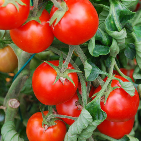 Maskotka (150 seminte) tomate cherry determinate, ideale pentru ghivece, PlantiCo