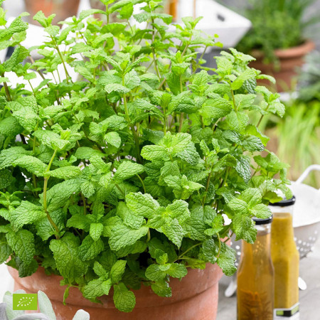 Menta (ghiveci 10,5 cm), rasad planta aromatica Mentha - Img 1