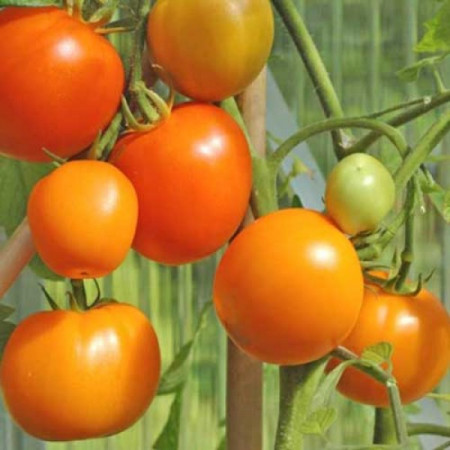 Rosii Zloty Ozarowski (70 seminte) tomate portocalii, soi semitimpuriu, crestere nedeterminata, Agrosem