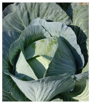 Agressor F1 (2500 seminte) varza alba 100-110 zile 2-4 kg pentru pastrare 6 luni, Syngenta