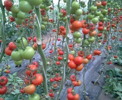 Alfred F1 (100 seminte) de rosii nedeterminate, De Ruier Seeds
