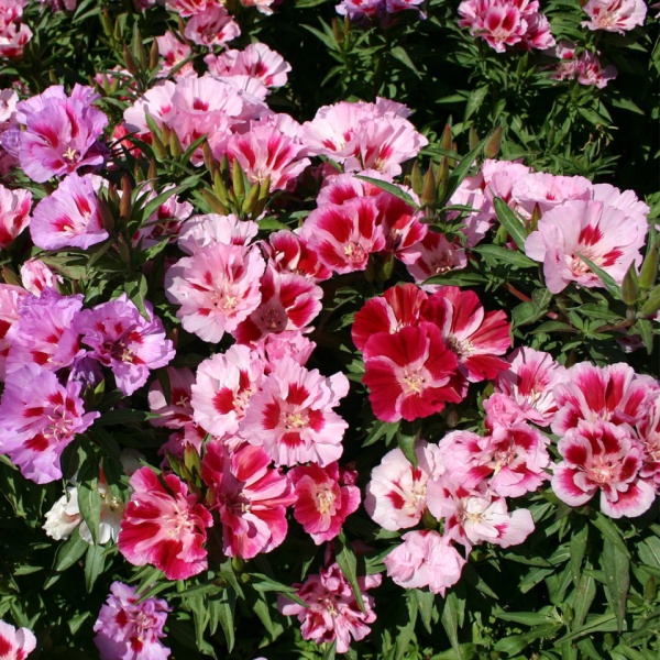 AZALEE DE GRADINA (0.5 gr), seminte planta anuala, Horti Tops