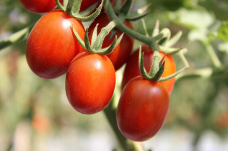 Dattored F1 (8 seminte) tomate cherry snack usor alungite, tip mini San Marzano, rezistente la boli, Buzzy