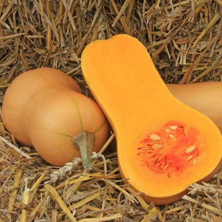 Dovleac Waltham Butternut (6 seminte) dovleac placintar in forma de para, Agrosem