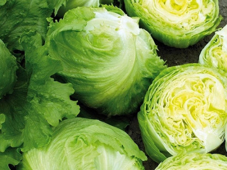 Expresion (5000 seminte) salata drajata, tip iceberg, Enza Zaden