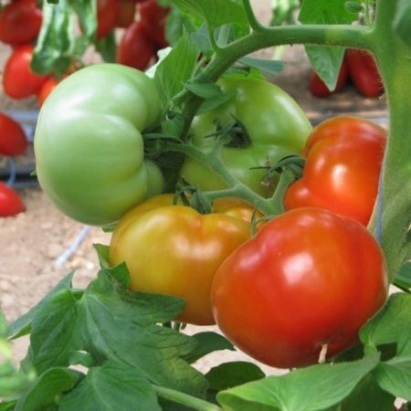 Jalari F1 (H11) (500 seminte) de rosii cu crestere nedeterminata recomandate pentru ciclu scurt-mediu cu fructe rotund turtite si o greutate medie de 220-260 gr/fruct, Esasem
