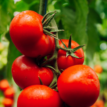 Jenise F1 (500 seminte) tomate timpurii, nedeterminate, pentru toate ciclurile de cultura, Hazera