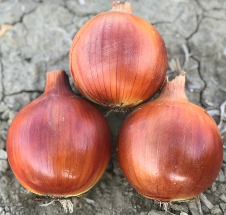 Magika F1 (250.000 seminte) ceapa cu excelenta adaptare, forma rotunda uniforma, Cora Seeds