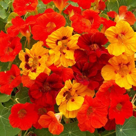Nasturtium Splitfire (35 seminte) Condurul Doamnei urcator, amestec de culori, inflorire abundenta, Seklos