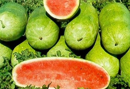 Pepene verde Charleston Gray (1 kg) seminte de pepene verde soi semitimpuriu, suculent, dulce, Agrosem