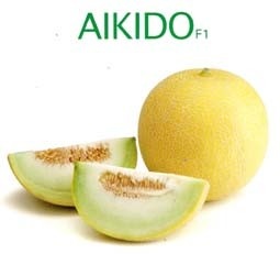 Aikido F1 (500 seminte) de pepene galben cu fructe uniforme grele de pana la 2 kg rotunde cu pulpa alb-verzuie foarte dulce, Sakata