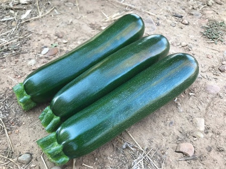Aqua F1 (250 seminte) dovlecel tip zucchini, timpuriu, verde inchis, Enza Zaden