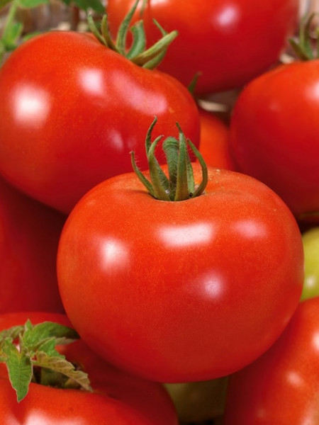 Bohun (300 seminte) tomate foarte timpurii, planta determinata, fruct usor turtit, PlantiCo