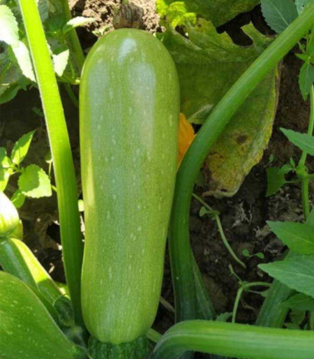 Cordelia F1 (500 seminte) de dovlecel perfect cilindric, neted, verde deschis, Syngenta
