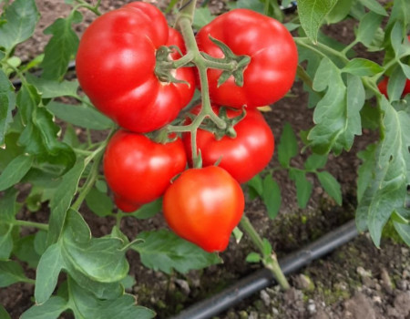 Dominet F1 (500 seminte) tomate semideterminate, extratimpurii, Syngenta