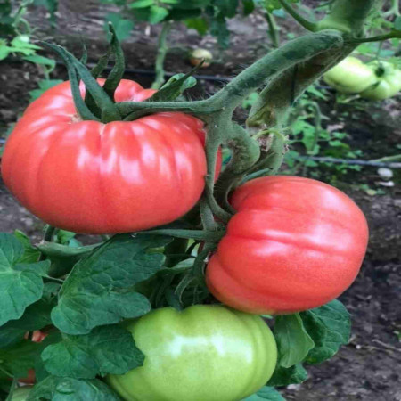 Leroxy F1 (Tobrossa)(500 seminte) de tomate roz, cu crestere nedeterminata, destinat ciclurilor lungi de cultura, Yuksel